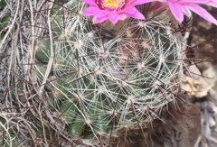Mammillaria wrightii wilcoxii