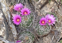 Mammillaria wrightii wilcoxii