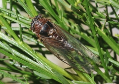 Diceroprocta swalei