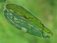 Liriomyza congesta