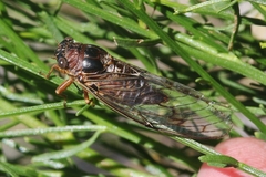 Diceroprocta swalei