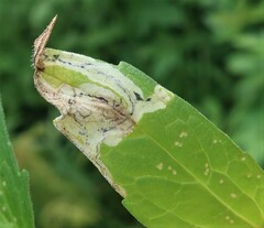 Liriomyza valerianae