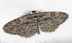 Peribatodes correptaria