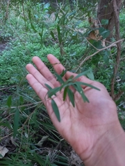 Leptospermum petersonii