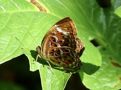 Taxila haquinus