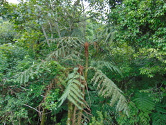 Cyathea divergens