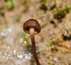 Camarophyllopsis