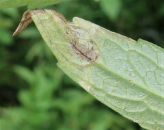 Liriomyza valerianae