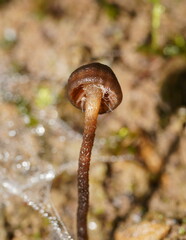 Camarophyllopsis