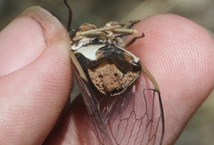 Massospora diceroproctae