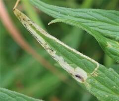 Liriomyza valerianae