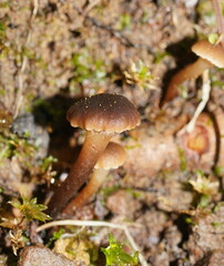 Camarophyllopsis