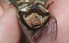 Massospora diceroproctae