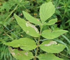 Liriomyza valerianae