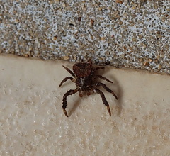 Stephanopis corticalis