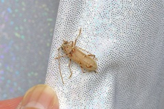 Eburia mutica
