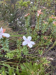 Adenandra gummifera