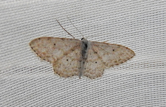 Idaea camparia