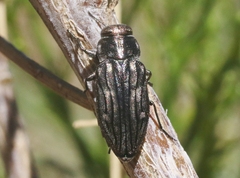 Chrysobothris beyeri