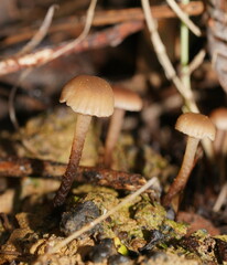 Camarophyllopsis