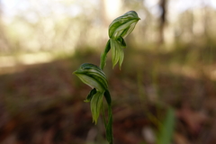 Pterostylis chlorogramma