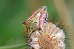 Carpocoris purpureipennis