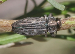 Chrysobothris beyeri