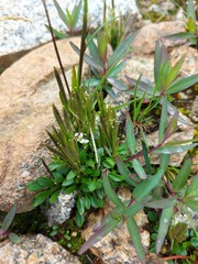 Cardamine bellidifolia