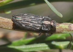 Chrysobothris beyeri