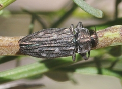 Chrysobothris beyeri