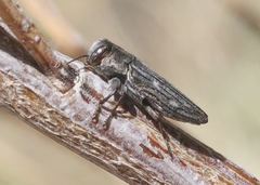 Chrysobothris beyeri