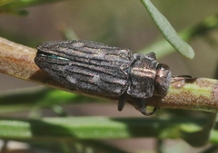 Chrysobothris beyeri