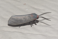 Pygarctia murina