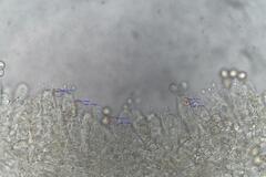 Entoloma austrorhodocalyx