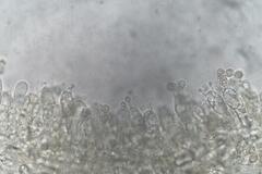 Entoloma austrorhodocalyx