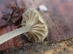 Entoloma austrorhodocalyx
