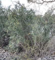 Chenopodium nitrariaceum