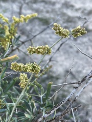 Chenopodium nitrariaceum