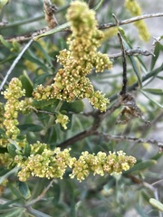 Chenopodium nitrariaceum