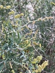 Chenopodium nitrariaceum
