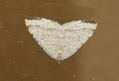 Taeniogramma octolineata