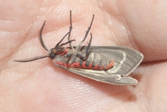 Pygarctia murina