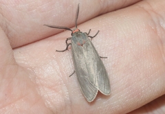 Pygarctia murina