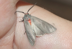 Pygarctia murina