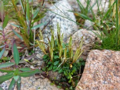 Cardamine bellidifolia