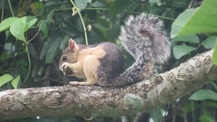 Sciurus variegatoides helveolus
