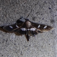 Desmia maculalis
