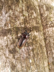 Dorcus rectus rectus