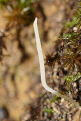 Clavaria tenuipes