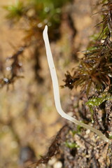 Clavaria tenuipes